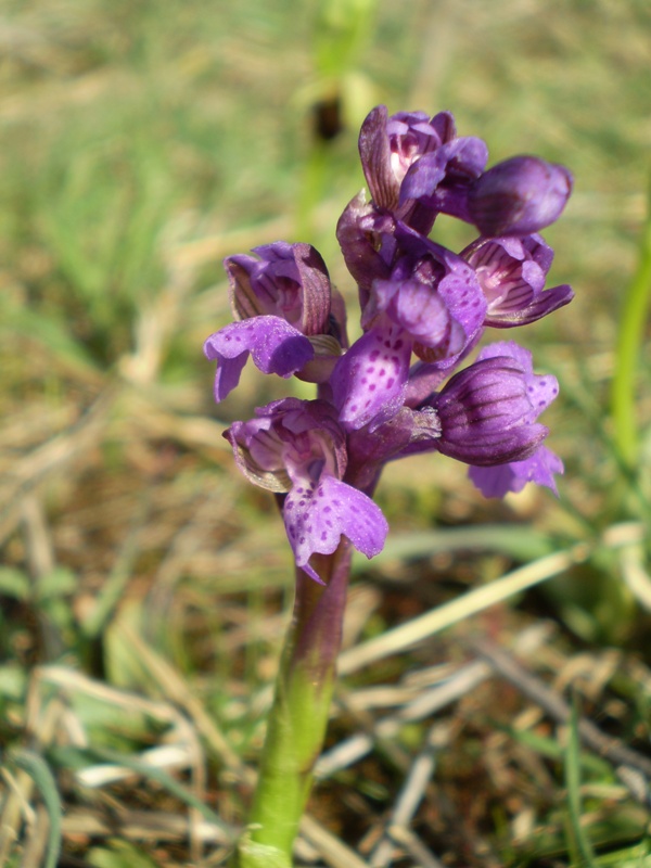 Tutte Ophrys sphegodes?